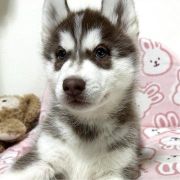シベリアンハスキー【愛知県・男の子・2025年10月14日・チョコレート&ホワイト】の写真「おっとり可愛い男の子♡12月14日までの掲載です」