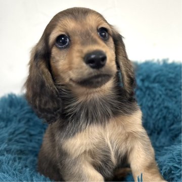 ミニチュアダックスフンド(ロング)【愛知県・男の子・2025年9月12日・シェーデッドレッド】の写真「可愛い男の子♡♡11月11日までの掲載です。」