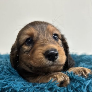 ミニチュアダックスフンド(ロング)【愛知県・男の子・2025年2月23日・シェーデッドレッド】の写真「可愛すぎる男の子💖」