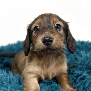 ミニチュアダックスフンド(ロング)【愛知県・男の子・2025年9月25日・シェーデッドレッド】の写真「可愛い男の子♡♡」