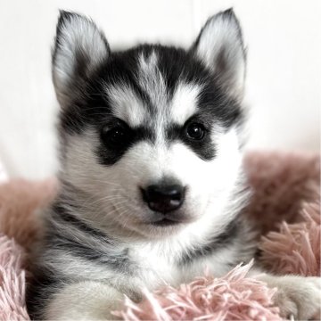 シベリアンハスキー【愛知県・女の子・2025年10月14日・ブラック&ホワイト】の写真「まま似♡好奇心旺盛な可愛い女の子♡」