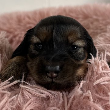 ミニチュアダックスフンド(ロング)【愛知県・女の子・2025年11月22日・シェーデッドレッド】の写真「可愛い女の子♡♡」