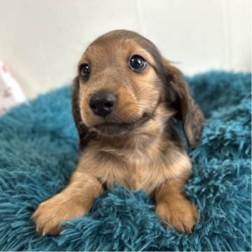 ミニチュアダックスフンド(ロング)【愛知県・男の子・2025年9月25日・シェーデッドレッド】の写真「可愛い男の子♡♡」