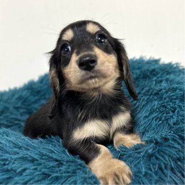 ミニチュアダックスフンド(ロング)【愛知県・男の子・2025年9月15日・ブラック&タン】の写真「パパ似の可愛い男の子✨️」