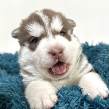 シベリアンハスキー【愛知県・男の子・2025年10月14日・チョコレート&ホワイト】の写真「ムチムチ可愛すぎる男の子♡」