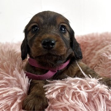 ミニチュアダックスフンド(ロング)【愛知県・女の子・2025年11月8日・シェーデッドレッド】の写真「可愛い女の子♡」