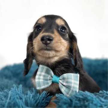 ミニチュアダックスフンド(ロング)【愛知県・男の子・2025年9月12日・ブラック&タン】の写真「兄弟で1番小柄な子✨️11月11日までの掲載です。」