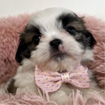 ミックス(チワワ×シーズー)【愛知県・女の子・2025年3月15日・ブラウン&ホワイト】の写真「可愛い女の子♡5月13日まで掲載予定です。」