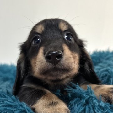 ミニチュアダックスフンド(ロング)【愛知県・男の子・2025年9月15日・ブラック&タン】の写真「可愛い男の子⭐️」