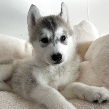 シベリアンハスキー【愛知県・女の子・2025年10月14日・シルバー&ホワイト】の写真「可愛すぎる女の子♡12月14日までの掲載です」