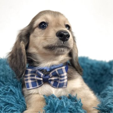 ミニチュアダックスフンド(ロング)【愛知県・男の子・2025年9月12日・シェーデッドイエロー】の写真「可愛すぎる男の子♡11月11日までの掲載です。」