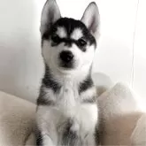 シベリアンハスキー