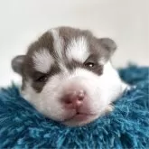 シベリアンハスキー