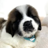 セントバーナード