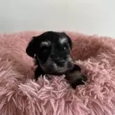 ミニチュアシュナウザー【愛知県・女の子・2024年10月15日・ブラック&シルバー】の写真1