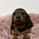 ミニチュアダックスフンド(ロング)