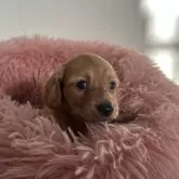 ミニチュアダックスフンド(ロング)【愛知県・女の子・2024年11月18日・ゴールド】の写真2