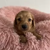 ミニチュアダックスフンド(ロング)【愛知県・女の子・2024年11月18日・ゴールド】の写真3