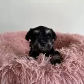 ミニチュアシュナウザー【愛知県・女の子・2024年10月15日・ブラック&シルバー】の写真3