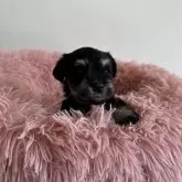 ミニチュアシュナウザー【愛知県・女の子・2024年10月15日・ブラック&シルバー】の写真4