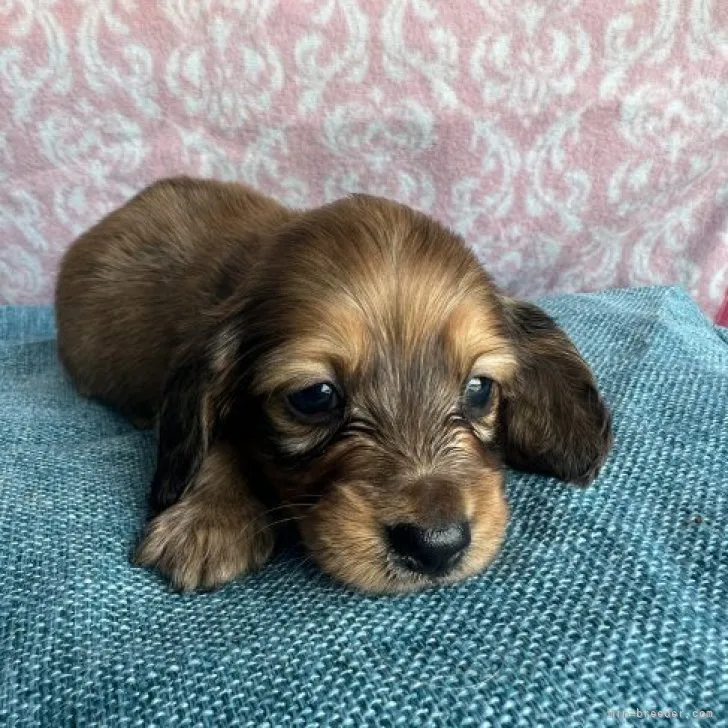 ID:2308-02486の子犬