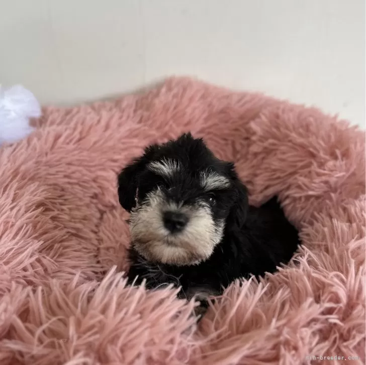 ID:2405-00033の子犬