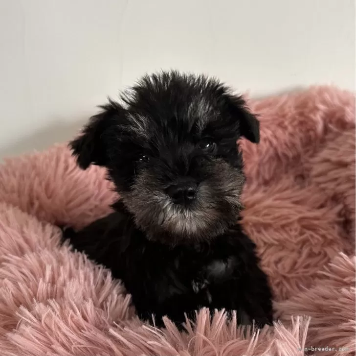 ID:2402-01885の子犬