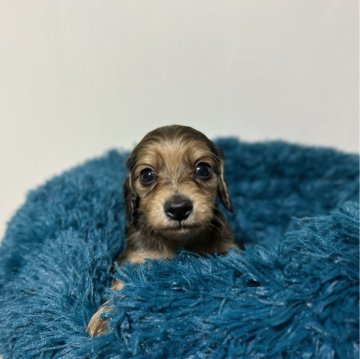 ミニチュアダックスフンド(ロング)【愛知県・男の子・2024年1月28日・レッド】の写真「3月26日までの掲載です。可愛い男の子です。」