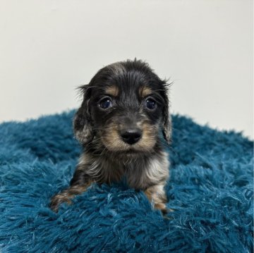 ミニチュアダックスフンド(ロング)【愛知県・男の子・2024年2月18日・シルバーダップル】の写真「4月16日までの掲載です。可愛い男の子⭐️」