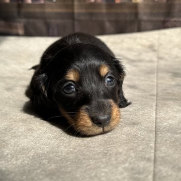 ミニチュアダックスフンド(ロング)【愛知県・女の子・2023年8月25日・ブラックタン】の写真「可愛い女の子です✨」