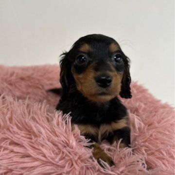 ミニチュアダックスフンド(ロング)【愛知県・女の子・2024年3月5日・ブラックタン】の写真「4月30日までの掲載です。可愛い女の子🩷」