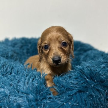 ミニチュアダックスフンド(ロング)【愛知県・男の子・2024年1月28日・レッド】の写真「3月26日までの掲載です。可愛い男の子です💖」