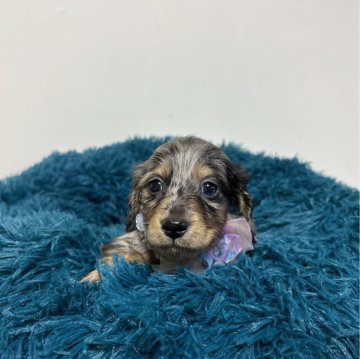 ミニチュアダックスフンド(ロング)【愛知県・男の子・2024年2月18日・シルバーダップル】の写真「4月16日までの掲載です。可愛い男の子⭐️」