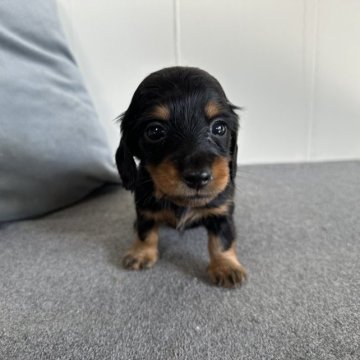 ミニチュアダックスフンド(ロング)【愛知県・男の子・2023年9月29日・ブラックタン】の写真「11月28日までの掲載です。小柄で可愛い男の子✨️」
