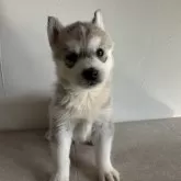 シベリアンハスキー【愛知県・男の子・2023年10月16日・シルバー&ホワイト】の写真1