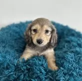 ミニチュアダックスフンド(ロング)【愛知県・男の子・2024年3月19日・シェーデッドイエロー】の写真1