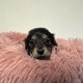 ミニチュアダックスフンド(ロング)【愛知県・女の子・2024年2月18日・ブラックタン】の写真1