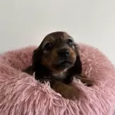 ミニチュアダックスフンド(ロング)【愛知県・女の子・2024年9月25日・シェーデッドレッド】の写真1