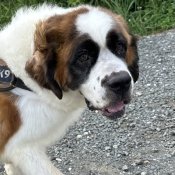 セントバーナード【・女の子・2020年5月19日・ブラウンホワイト】