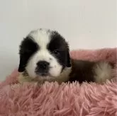 セントバーナード【愛知県・女の子・2024年1月30日・ブラウン&ホワイト】の写真2