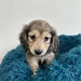 ミニチュアダックスフンド(ロング)【愛知県・男の子・2024年3月19日・シェーデッドイエロー】の写真3