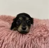 ミニチュアダックスフンド(ロング)【愛知県・女の子・2024年2月18日・ブラックタン】の写真4