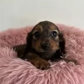 ミニチュアダックスフンド(ロング)【愛知県・女の子・2024年9月25日・シェーデッドレッド】の写真5