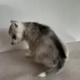 シベリアンハスキー【愛知県・男の子・2023年10月16日・シルバー&ホワイト】の写真5