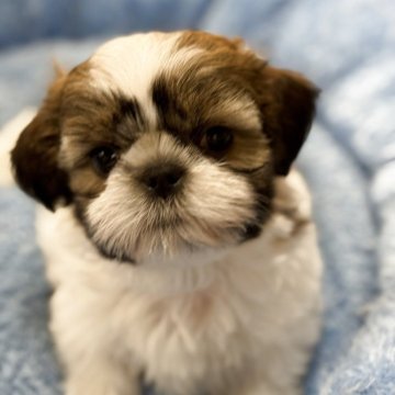 シーズー【大阪府・女の子・2025年9月24日・ホワイト&ゴールド】の写真「すくすく成長中！めっちゃ美人さん」