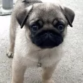 パグ【福岡県・女の子・2025年9月3日・フォーン】の写真4