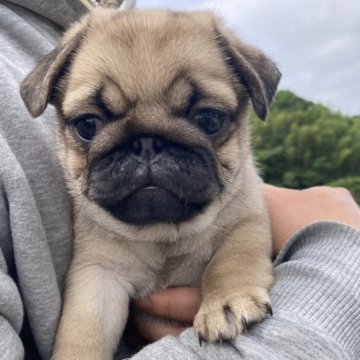 パグ【福岡県・女の子・2023年3月31日・フォーン】の写真「☆むっちむっちのコロコロです☆」