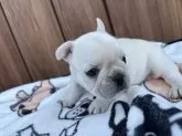 フレンチブルドッグ【京都府・女の子・2025年7月21日・クリーム】の写真10