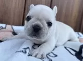 フレンチブルドッグ【京都府・女の子・2025年7月21日・クリーム】の写真2