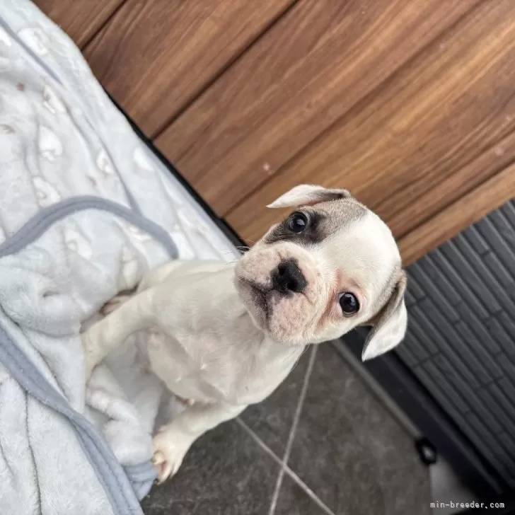 フレンチブルドッグ【京都府・男の子・2025年9月29日・フォーンパイド】の写真1